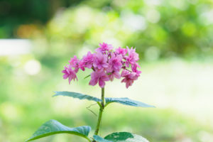 紫陽花の写真