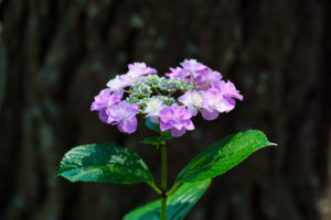 紫陽花の写真