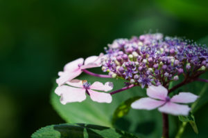 紫陽花の写真