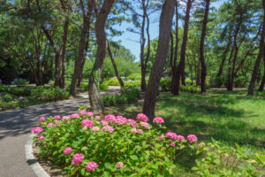 紫陽花の写真