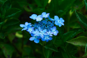 紫陽花の写真