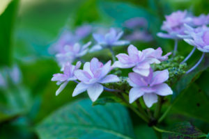 紫陽花の写真