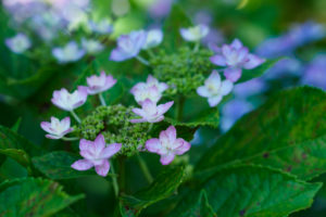 紫陽花の写真