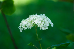 紫陽花の写真
