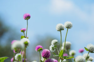 季節の花の写真
