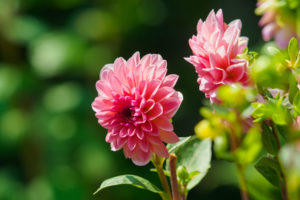 季節の花の写真