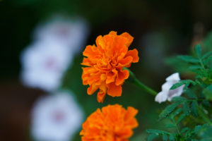 季節の花の写真