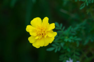 季節の花の写真