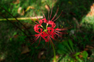 彼岸花の写真