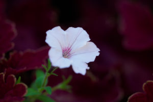 季節の花の写真