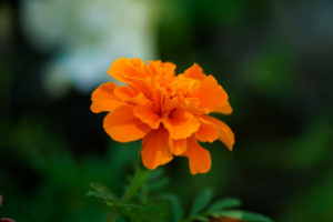 季節の花の写真