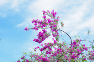 季節の花の写真