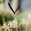彼岸花とアゲハチョウ　白野江植物公園（2020年9月22日）