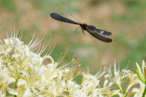 アゲハと彼岸花の写真
