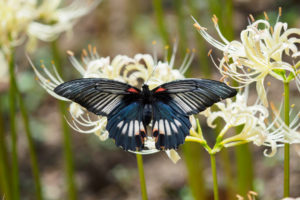 アゲハと彼岸花の写真