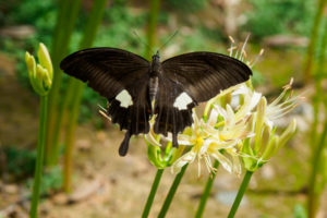 アゲハと彼岸花の写真