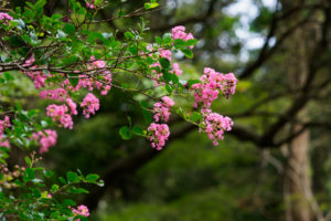季節の花の写真