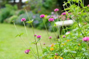 季節の花の写真