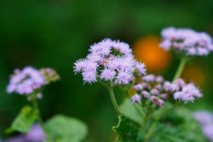 季節の花の写真