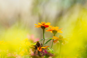 季節の花の写真