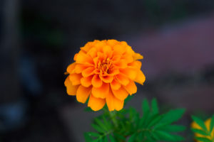 季節の花の写真