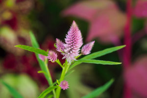 季節の花の写真