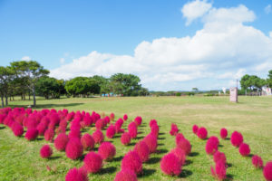 コキアの写真
