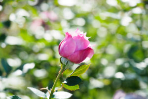 バラの写真