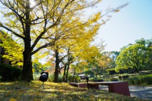 紅葉の写真