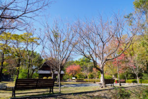 紅葉の写真