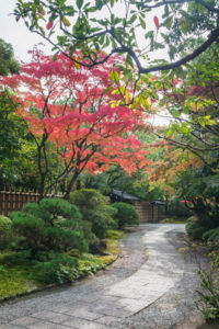 紅葉の写真
