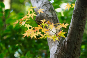 紅葉の写真