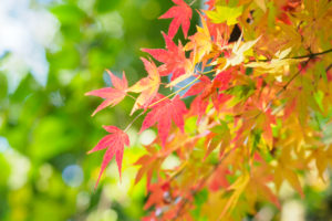 紅葉の写真
