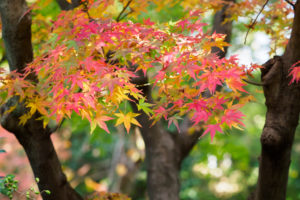 紅葉の写真
