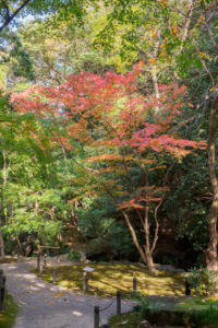 紅葉の写真
