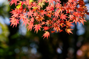 紅葉の写真