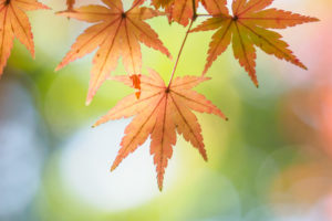 紅葉の写真