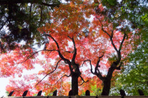 紅葉の写真