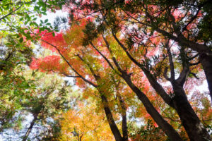 紅葉の写真