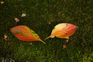 紅葉の写真