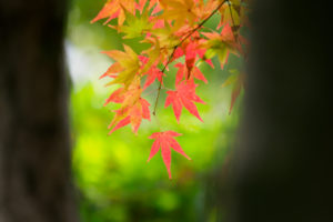 紅葉の写真