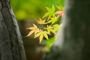 紅葉の写真