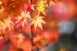 紅葉の写真
