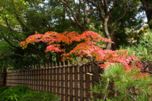 紅葉の写真