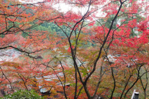 紅葉の写真