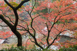 紅葉の写真