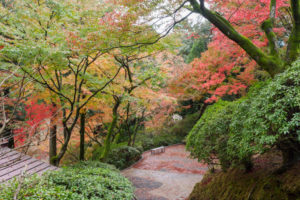 紅葉の写真