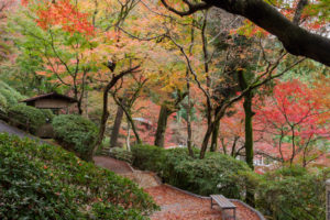 紅葉の写真