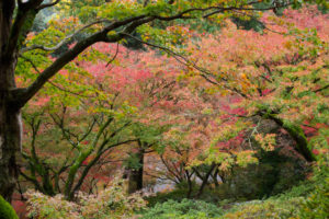 紅葉の写真