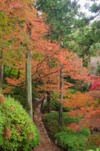紅葉の写真